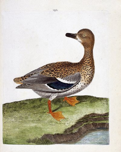 Zoological chart (ornithology): the female wild duck (mallard duck or anas platyrhynchos). Illustration in 