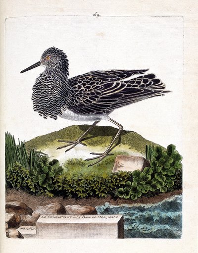 Zoological Chart (Ornithology): The Fighter or the Male Sea Peacock (Fighter Varies or Philomachus Pugnax). Illustration in 