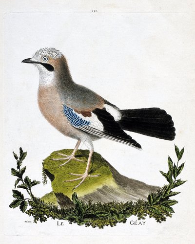 Zoological chart (ornithology): the geay (channel jay or garrulus glandarius). Illustration in “The History of the Birds, Painted in Their Appearing and Sensitive Aspects” by Francois Nicolas Martinet