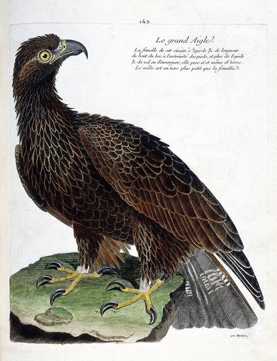 Zoological chart (ornithology): the great eagle (royal eagle or aquila chrysaetos). Illustration in 