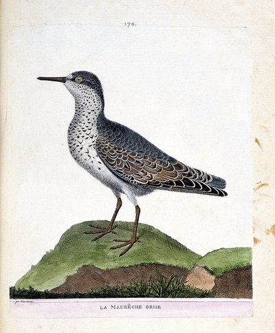 Zoological chart (ornithology): the grey maubeche. Illustration in 