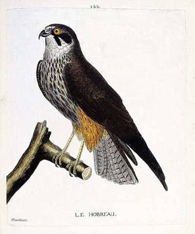 Zoological Chart (Ornithology): The Hobreau (Hawk Hawk or Falco Subbuteo) on a Branch. Illustration in 