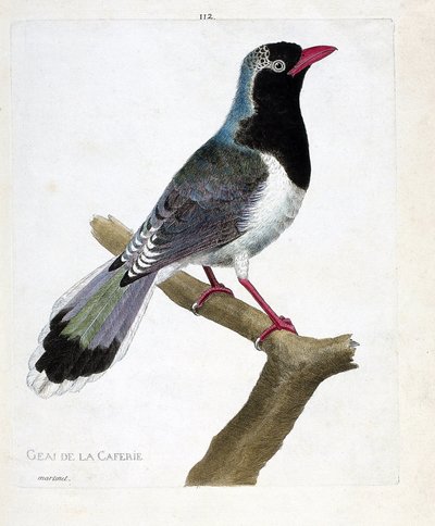 Zoological Chart (Ornithology): The Jay of the Coffee Shop (Red-Beaked Pirolla or Urocissa Erythrorhyncha). Illustration in 