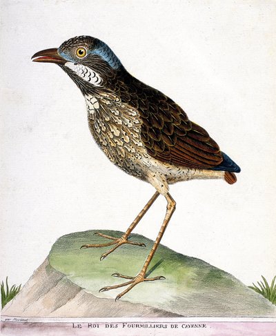 Zoological Chart (Ornithology): The King of the Fourthousand of Cayenne (Grallaire King or Grallaria Varia). Illustration in 