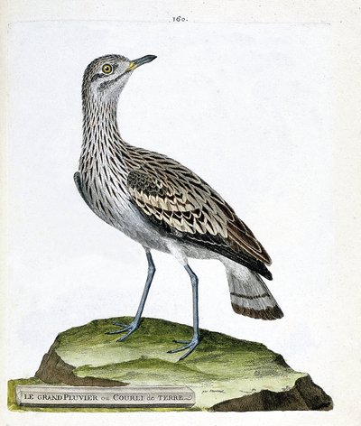 Zoological chart (ornithology): the large plover or crow. Illustration in 