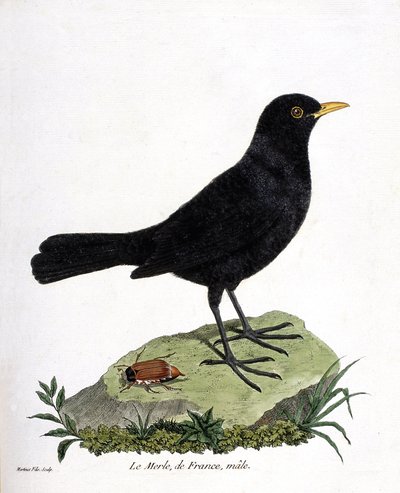Zoological chart (ornithology): the male blackbird (black blackbird or turdus merula). Illustration in 
