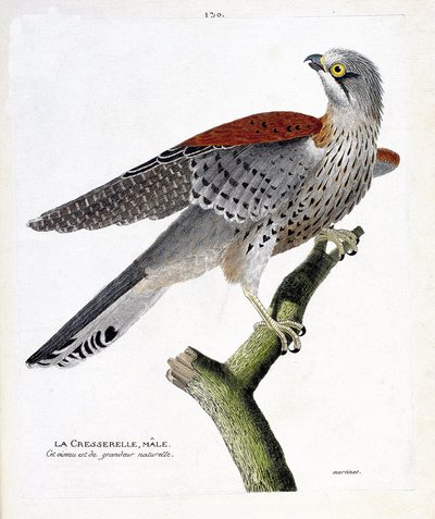 Zoological chart (ornithology): the male watercress (hawk hawk or falco tinnunculus) on a branch. Illustration in 