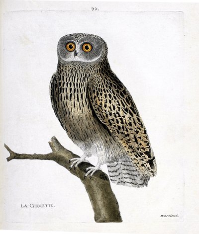 Zoological chart (ornithology): the owl (hulotte owl or strix aluco) on a branch. Illustration in 
