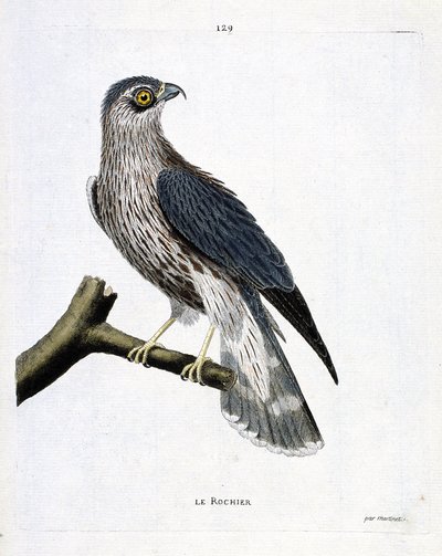Zoological chart (ornithology): the rock (emerillon falcon or falco colombarius) on a branch. Illustration in 