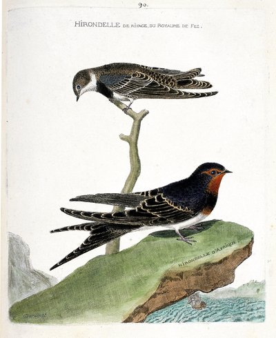 Zoological chart (ornithology): the shoreline swallow of the fez kingdom (Riparia riparia) on a branch and the African swallow (rustic swallow or Hirundo rustica). Illustration in “The History of the Birds, Painted in Their Appearing and Sensitive Aspects” by Francois Nicolas Martinet