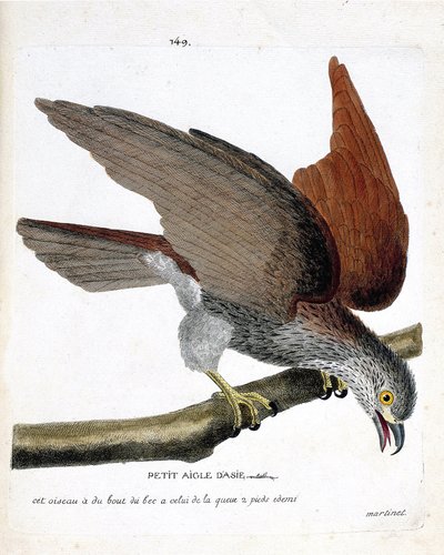 Zoological chart (ornithology): the small Asian eagle on a branch. Illustration in 