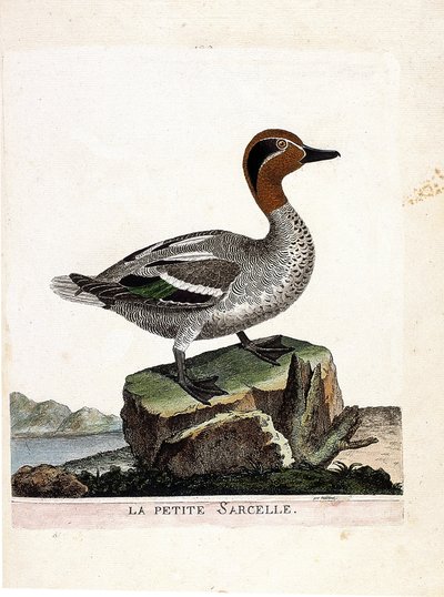 Zoological chart (ornithology): small teal (winter teal or anas crecca). Illustration in 