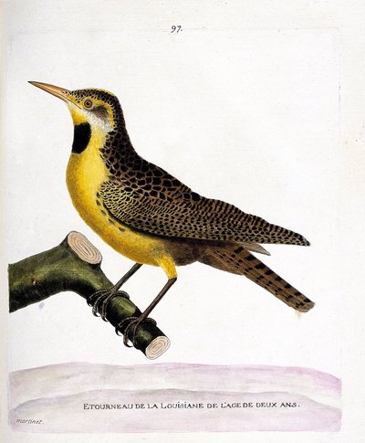 Zoological chart (ornithology): the starling of lousiana (pretsturnella or sturnella magna) on a branch. Illustration in 