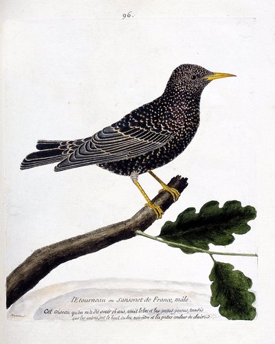 Zoological chart (ornithology): the starling or sansonet on a branch. Illustration in 