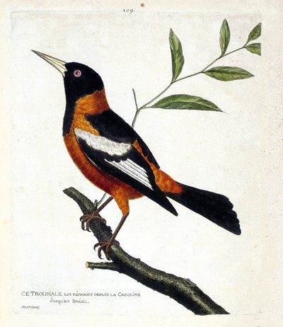 Zoological chart (ornithology): the troupiale on a branch. Illustration in 