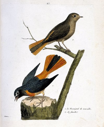 Zoological chart (ornithology): the wall nightingale on a tree strain and its female (redtail with white forehead or phoenicurus phoenicurus) on the branch. Illustration in “The History of the Birds, Painted in Their Appearing and Sensitive Aspects” by Francois Nicolas Martinet
