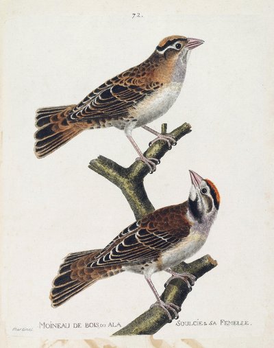 Zoological chart (ornithology): the wood sparrow or the relief and its female. Illustration in 