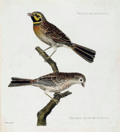 Zoological chart (ornithology): top to bottom: Male and female Hague Sparrows (zizi or emberiza cirlus) on a branch. Illustration in 