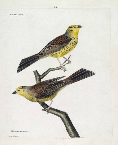 Zoological chart (ornithology): top to bottom: Male and female Sparrows (Yellow Sparrow or Emberiza citrinella). Illustration in 