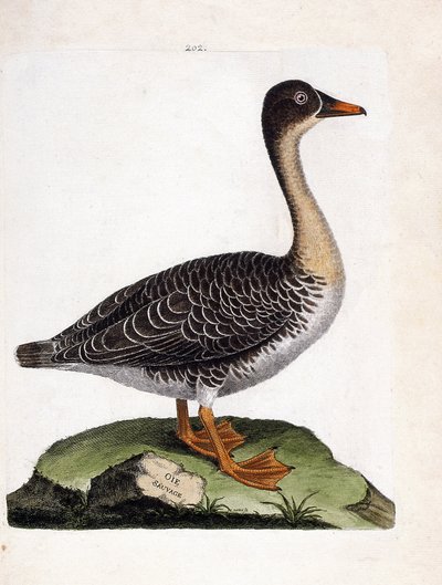 Zoological chart (ornithology): wild goose (anser fabalis). Illustration in 