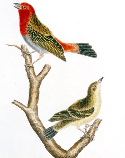 Sparrow and Its Female, Colored Engraving by Francois Nicolas Martinet by Francois Nicolas Martinet