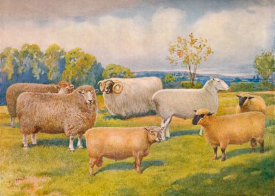 Breeds of sheep, c. 1902-1910 by Frank Babbage