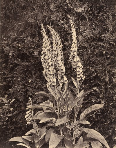 Foxgloves, c. 1860s by Frank Mason Good