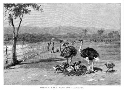 Ostrich Farm near Port Augusta, South Australia by Frank P. Mahony