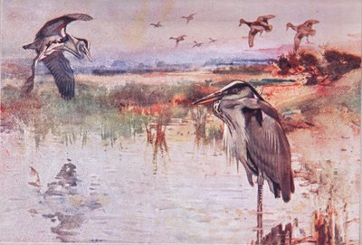 The Heron, Illustration from Wild Nature & Country Life by Frank Southgate
