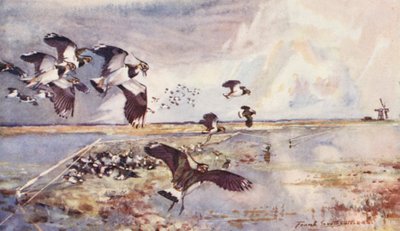Wild Life in East Anglia: Plover-Netting by Frank Southgate