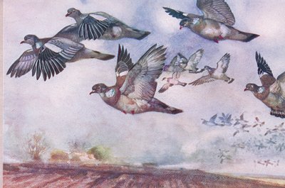 Wood Pigeons in Flight, Illustration from Wild Nature & Country Life Published by Hodder & Stoughton, c.1910 by Frank Southgate