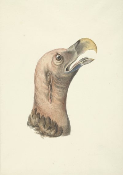 Head of an Ear Vulture (Otogyps auricularis Daud) by François Levaillant (circle of)