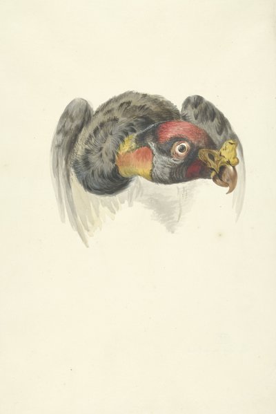 Head of a King Vulture (Sarcoramphus papa) by François Levaillant (circle of)