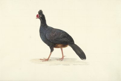 Black Ratite with Short Thick Red Beak by François Levaillant (circle of)
