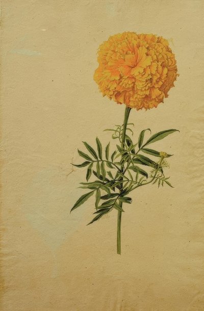 Tagetes Blossom by Franz Horny