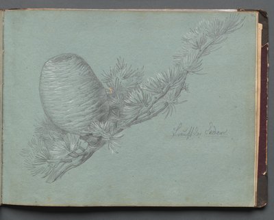 Album with Views of Rome and Surroundings, Landscape Studies, page 49a: Study of an Evergreen Branch with Pinecone by Franz Johann Heinrich Nadorp