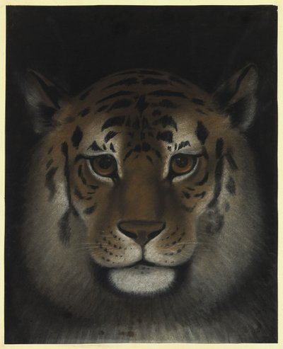 Tiger Head by Franz Krüger