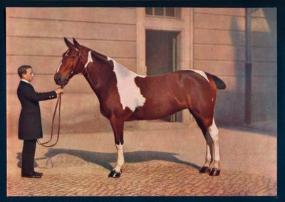 A Photograph of a Horse Taken with a Zeiss Tessar Lens, c1908 by Franz Kuhn