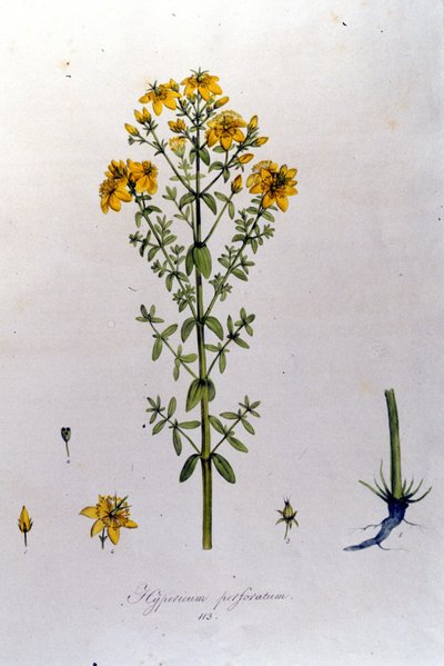 The hypericum or St. John