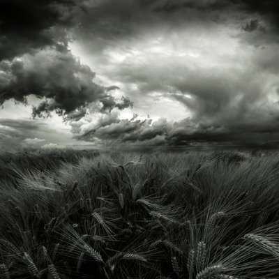 Stormy Wheat Field by Franziskus Pfleghart