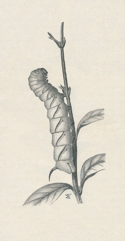 Full-Grown Caterpillar of the Privet Hawk-Moth, Similarly Occupied, c. 1900, 1910 by Fred Enock