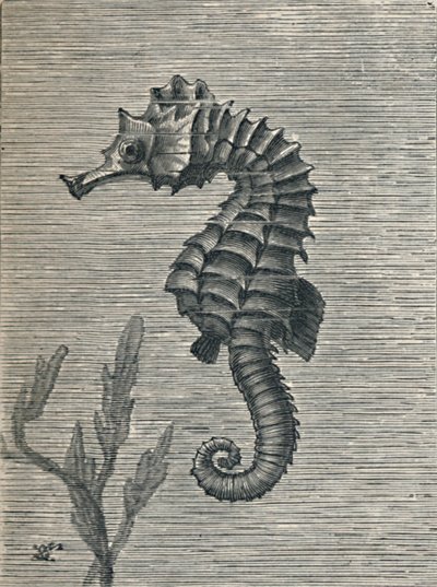 The Sea-Horse, Undisguised, Sedately Swimming, c1900-1910 by Fred Enock