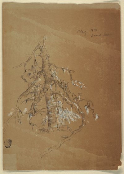A Gnarled Evergreen, Grand Manan, Canada by Frederic Edwin Church