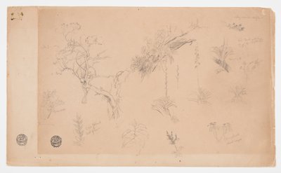 A Group of Thirteen Botanical Studies from Colombia or Ecuador by Frederic Edwin Church