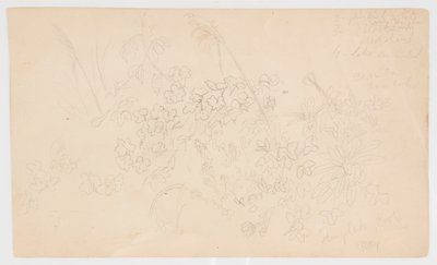 Botanical Sketches by Frederic Edwin Church