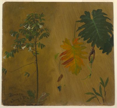 Botanical Study, Jamaica by Frederic Edwin Church