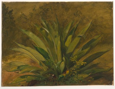Botanical Study by Frederic Edwin Church