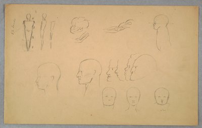 Anatomical Studies, 1865–70 by Frederic Edwin Church