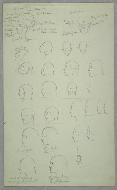 Anatomical Studies, 1865–70 by Frederic Edwin Church