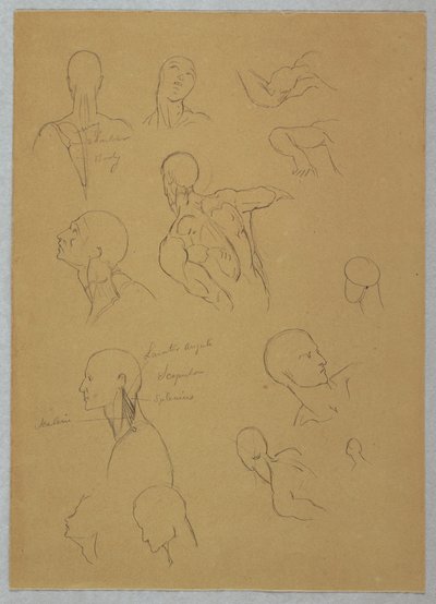 Anatomical Studies, 1865–70 by Frederic Edwin Church